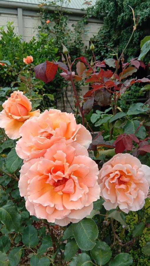 Апартаменты Rose & Stream Retreat Waikuku Экстерьер фото